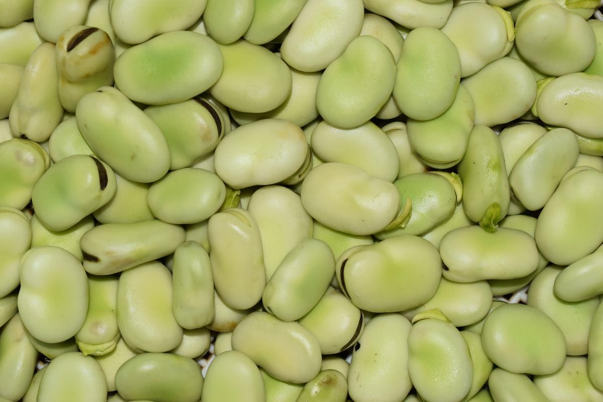 Fresh fava beans in their pods — the sacred survival crop and lucky bean of St. Joseph's Day